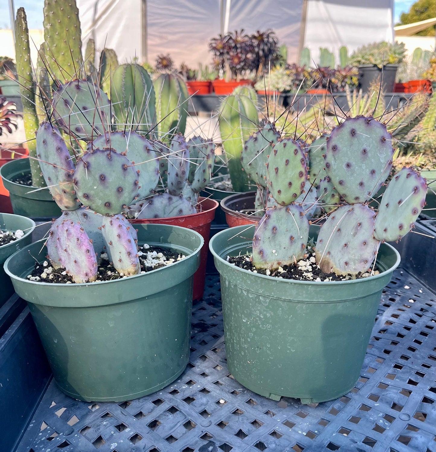 Santa Rita Opuntia or Violet Prickly Pear | Rooted Cactus Clusters & Cuttings