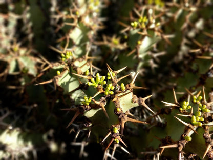 Euphorbia Coerulescens - Handsome Live Rooted Succulent Cacti | landscape garden houseplant DIY