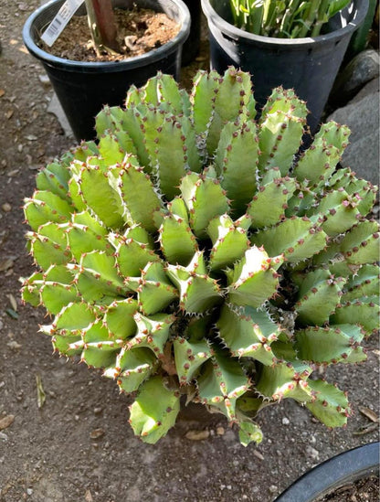 Huge Euphorbia Resinifera | Moroccan Mound/Resin Spurge | large Cactus-like Succulent ground cover | Garden Gift DIY