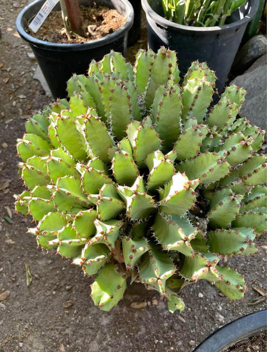 Huge Euphorbia Resinifera | Moroccan Mound/Resin Spurge | large Cactus-like Succulent ground cover | Garden Gift DIY