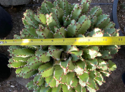 Huge Euphorbia Resinifera | Moroccan Mound/Resin Spurge | large Cactus-like Succulent ground cover | Garden Gift DIY