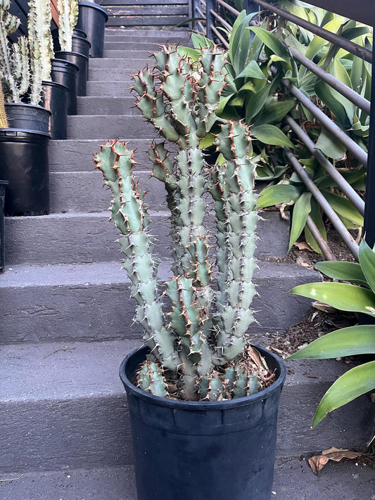 Euphorbia Coerulescens - Handsome Live Rooted Succulent Cacti | landscape garden houseplant DIY