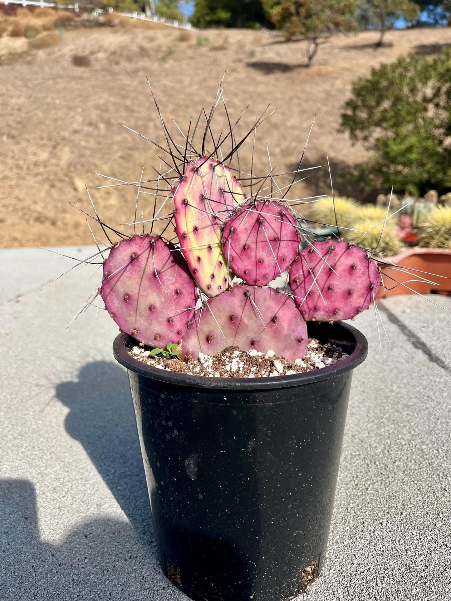 Santa Rita Opuntia or Violet Prickly Pear | Rooted Cactus Clusters & Cuttings