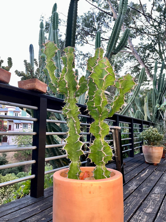 Euphorbia Pseudocactus Tiger Tree Cactus Cuttings | Unique Columnar Succulent | Garden Nature Gift DIY