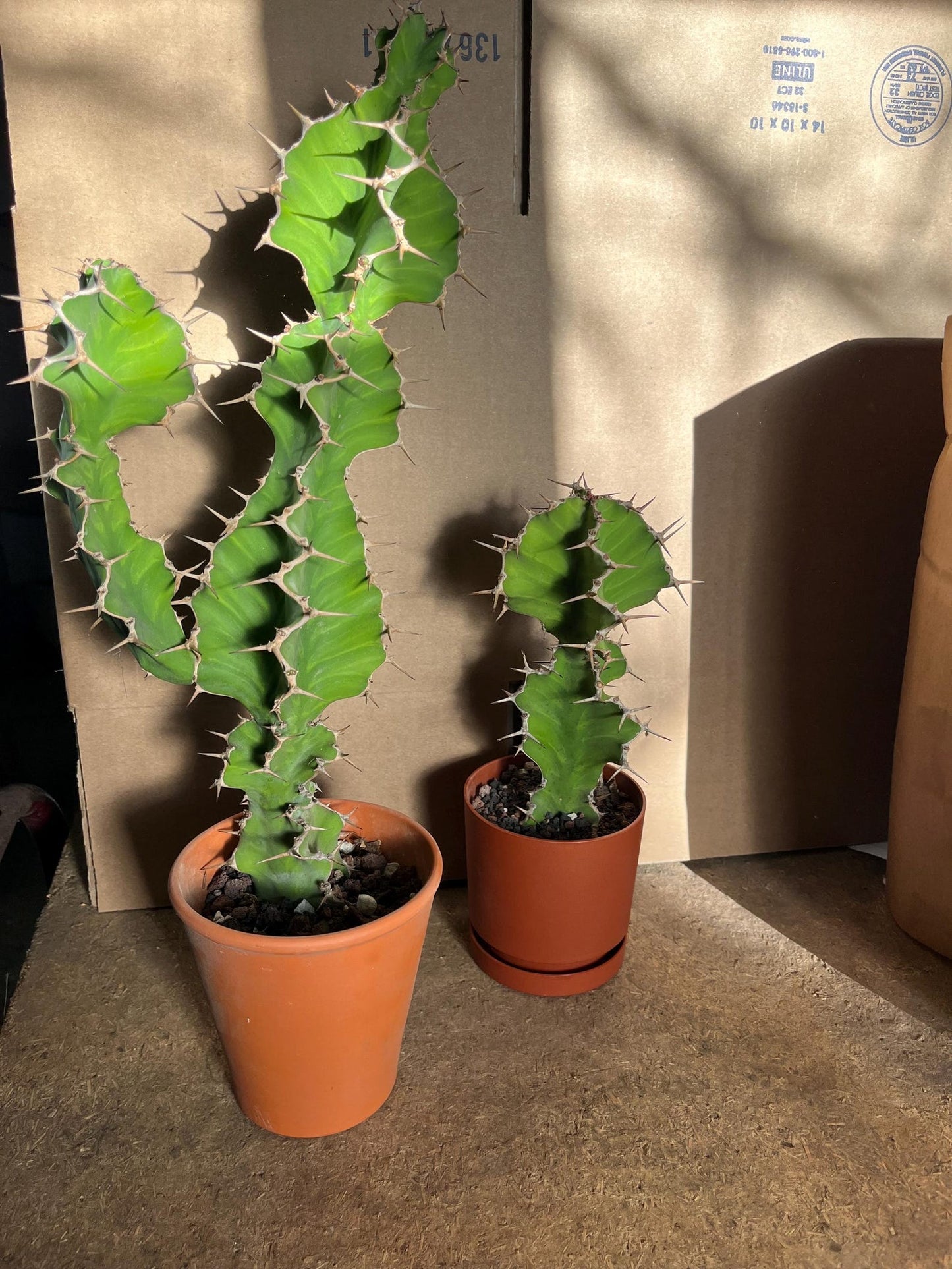 Euphorbia Pseudocactus Tiger Tree Cactus Cuttings | Unique Columnar Succulent | Garden Nature Gift DIY