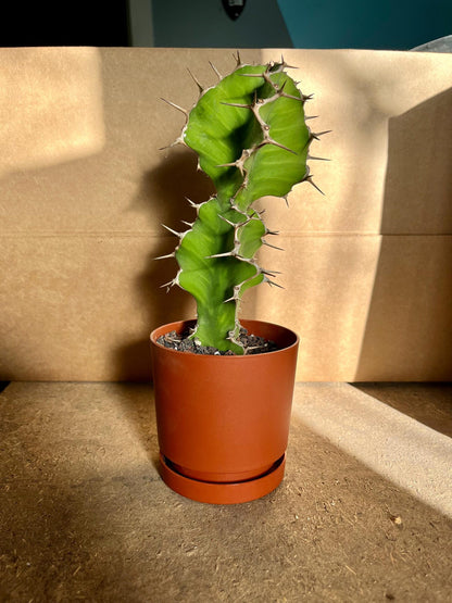 Euphorbia Pseudocactus Tiger Tree Cactus Cuttings | Unique Columnar Succulent | Garden Nature Gift DIY