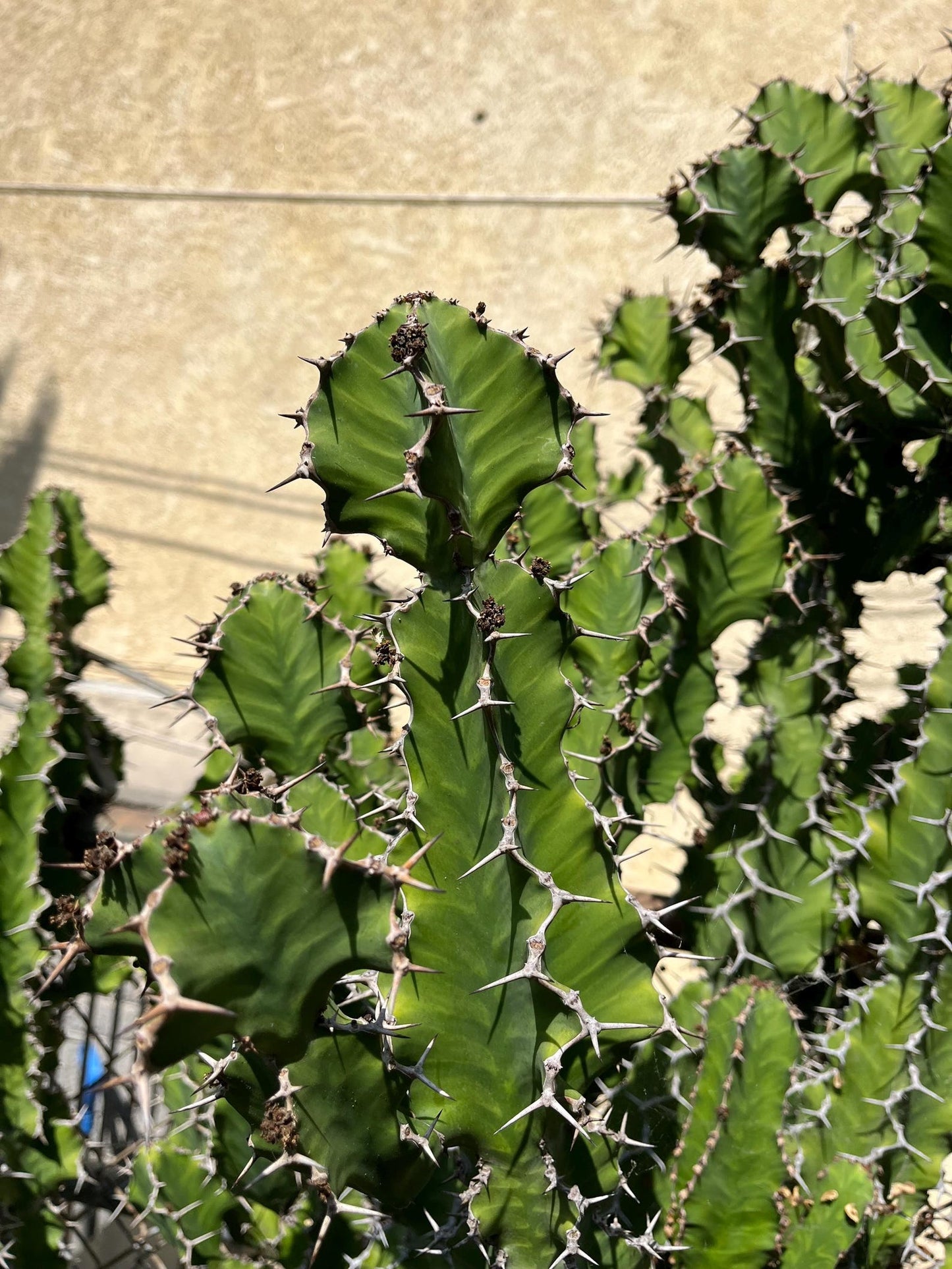 Euphorbia Pseudocactus Tiger Tree Cactus Cuttings | Unique Columnar Succulent | Garden Nature Gift DIY