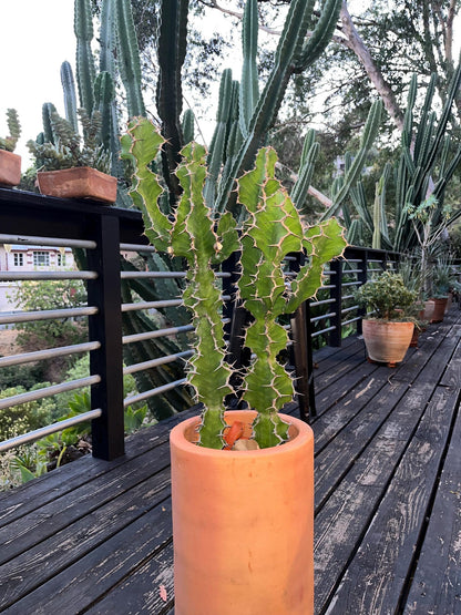 Euphorbia Pseudocactus Tiger Tree Cactus Cuttings | Unique Columnar Succulent | Garden Nature Gift DIY