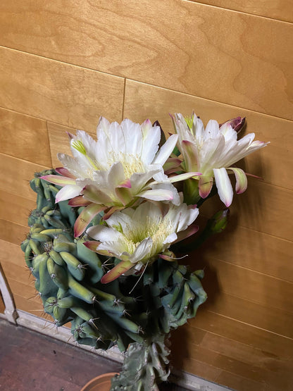 Monstrose Cereus Peruvianus | Monstrose Peruvian Apple Cactus Cuttings