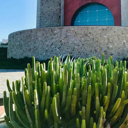 Euphorbia Canariensis | Canary Island Spurge | Unique Cactus-like Succulent | Garden Gift DIY