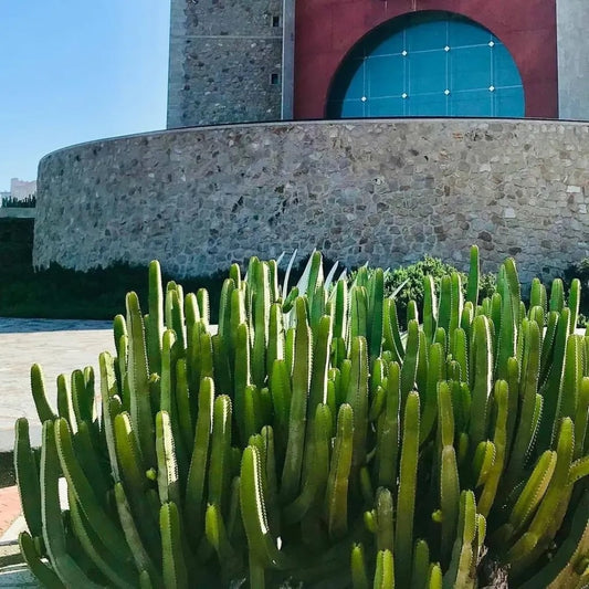 Euphorbia Canariensis | Canary Island Spurge | Unique Cactus-like Succulent | Garden Gift DIY