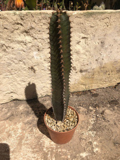 Euphorbia Canariensis | Canary Island Spurge | Unique Cactus-like Succulent | Garden Gift DIY