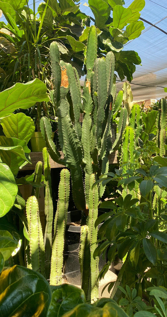 Candelabra Tree Cutting - Euphorbia Ingens | Several Sizes | Succulent, cactus tree, house plant, gift, garden, DIY
