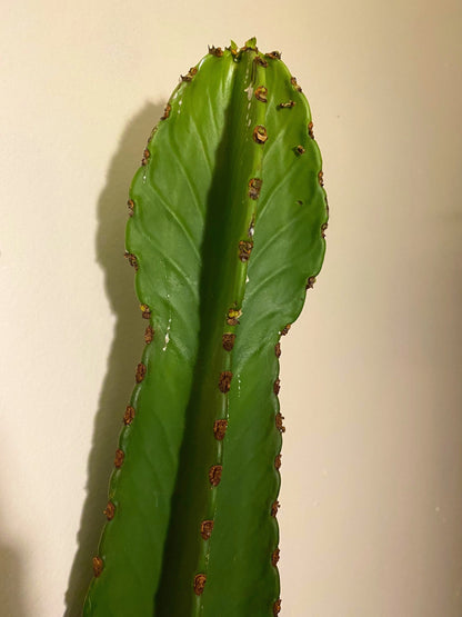 Candelabra Tree Cutting - Euphorbia Ingens | Several Sizes | Succulent, cactus tree, house plant, gift, garden, DIY