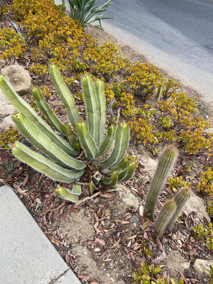 Euphorbia Canariensis | Canary Island Spurge | Unique Cactus-like Succulent | Garden Gift DIY