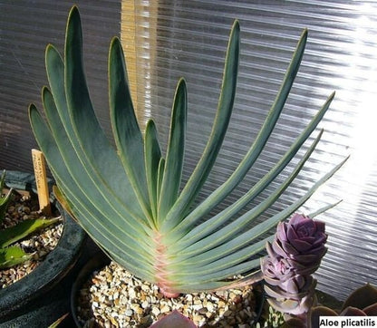 Fan Aloe | Unrivaled size and shape - Mature Live Aloe Kumara plicatilis