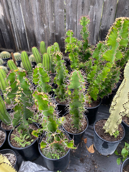 Cow's Horn Cactus | Euphorbia Grandicornis | Exquisite Cactus-like Succulent
