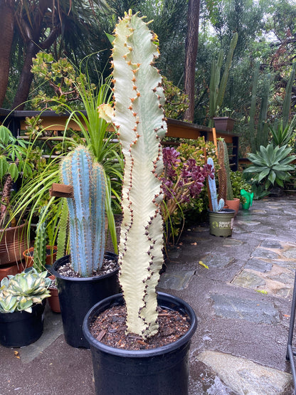 Perfect Euphorbia Ammak Variegated Cactus | Rooted live plant