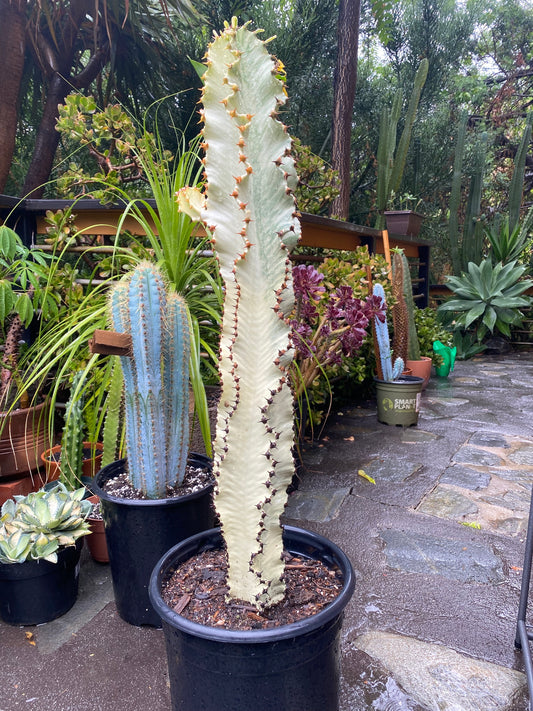 Perfect Euphorbia Ammak Variegated Cactus | Rooted live plant