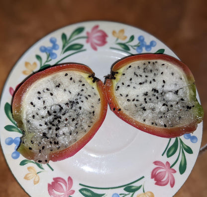Rooted Cereus Peruvianus | Giant Peruvian Apple Cactus - live plant in variety of sizes