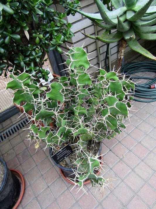 Cow's Horn Cactus | Euphorbia Grandicornis | Exquisite Cactus-like Succulent