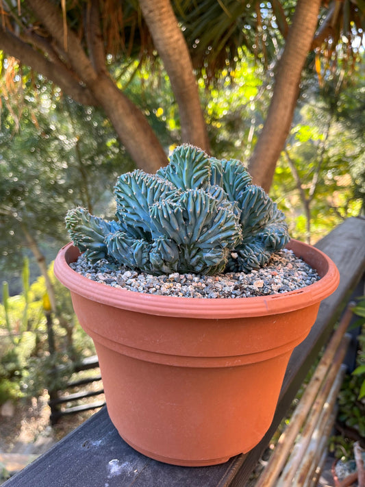 Crested Blue Candle Cactus | Myrtillocactus Geometrizans Cristata Incredible rare cactus succulent, gardening, DIY