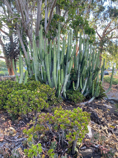 Euphorbia Canariensis | Canary Island Spurge | Unique Cactus-like Succulent | Garden Gift DIY