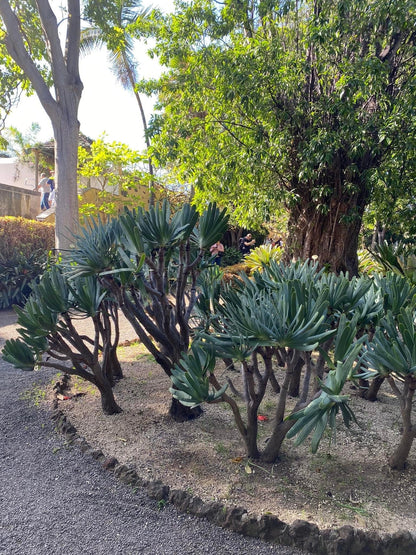 Fan Aloe | Unrivaled size and shape - Mature Live Aloe Kumara plicatilis