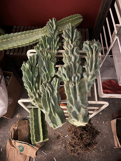 Monstrose Cereus Peruvianus | Monstrose Peruvian Apple Cactus Cuttings