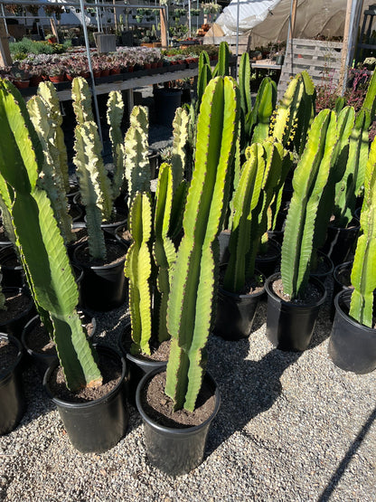 Candelabra Tree Cutting - Euphorbia Ingens | Several Sizes | Succulent, cactus tree, house plant, gift, garden, DIY