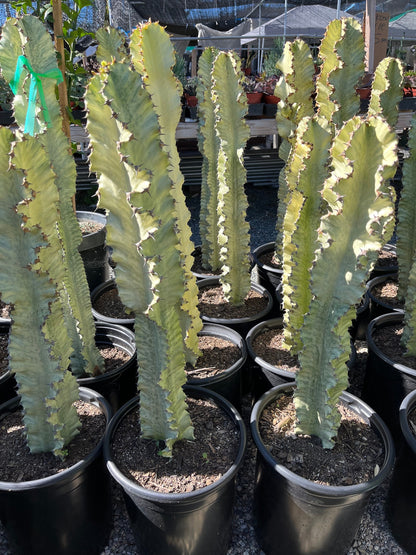 Perfect Euphorbia Ammak Variegated Cactus | Rooted live plant