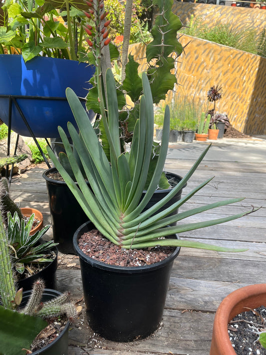 Fan Aloe | Unrivaled size and shape - Mature Live Aloe Kumara plicatilis