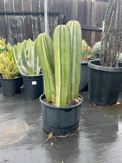 Magnificent Mexican Fence Post Cactus | Pachycereus marginatus | succulent, Architectural plant, DIY, container or landscape garden