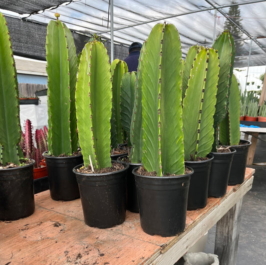 Rooted Candelabra Trees (Euphorbia ingens) - Ready to grow | Gardening | DIY | Plants | Sought after succulents