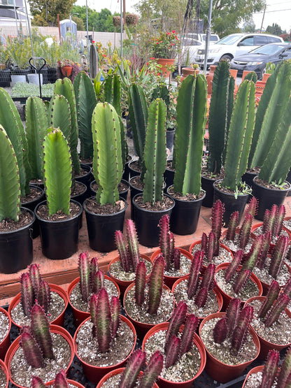 Rooted Candelabra Trees (Euphorbia ingens) - Ready to grow | Gardening | DIY | Plants | Sought after succulents