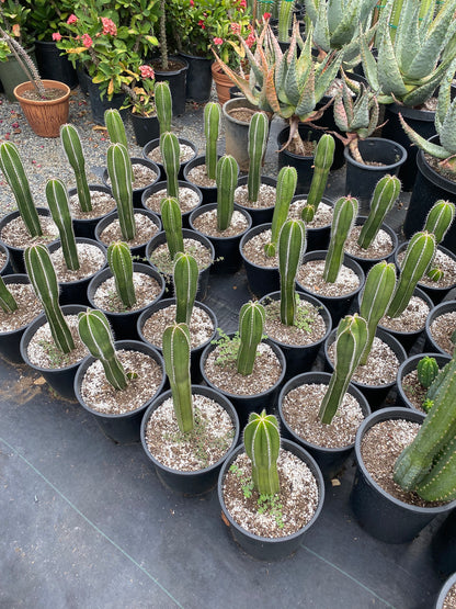Magnificent Mexican Fence Post Cactus | Pachycereus marginatus | succulent, Architectural plant, DIY, container or landscape garden