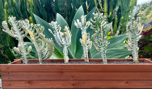 Radiant Euphorbia lactea variegata ‘white ghost’ | Dragon bone cactus | Fully rooted ready to plant & grow