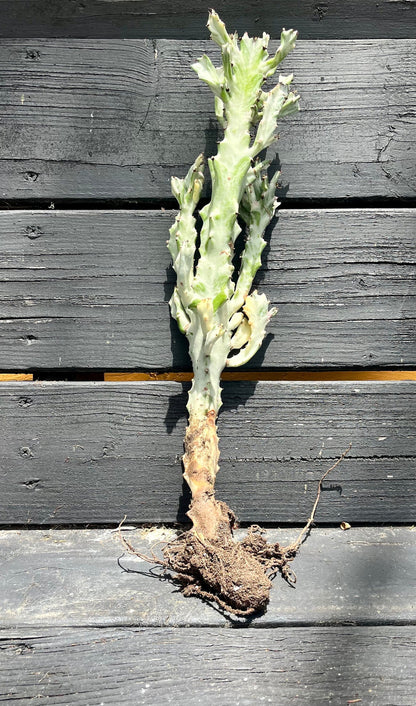 Radiant Euphorbia lactea variegata ‘white ghost’ | Dragon bone cactus | Fully rooted ready to plant & grow