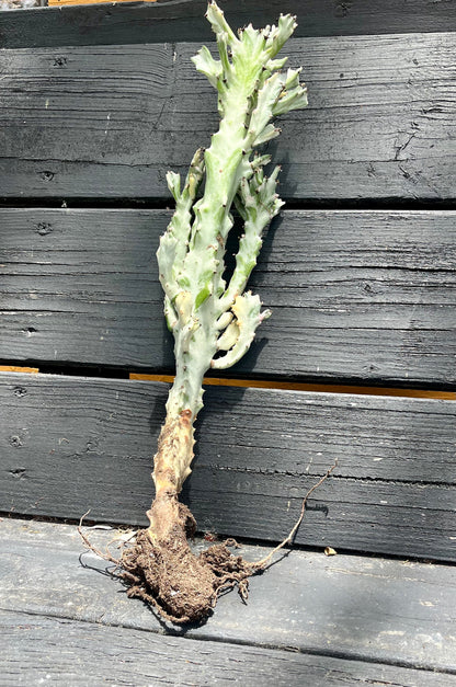 Radiant Euphorbia lactea variegata ‘white ghost’ | Dragon bone cactus | Fully rooted ready to plant & grow
