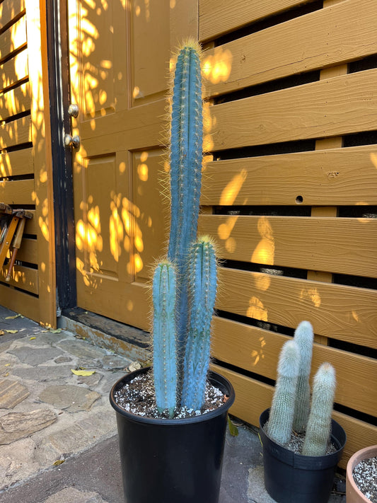 Vivid Blue Torch Cactus | Rare live plant ready to play DIY, Garden, Houseplant, Cactus Collection, Landscape, Gift
