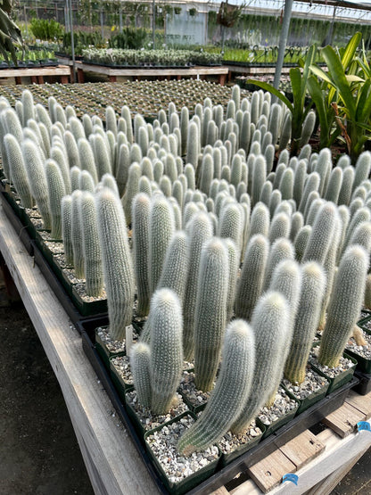 Silver Torch Cactus | Cleistocactus strausii |  Remarkable premium cactus