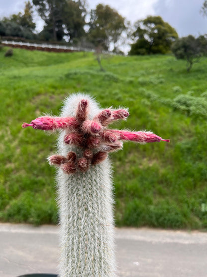 Silver Torch Cactus | Cleistocactus strausii |  Remarkable premium cactus