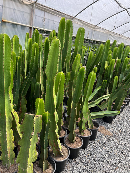 Rooted Candelabra Trees (Euphorbia ingens) - Ready to grow | Gardening | DIY | Plants | Sought after succulents