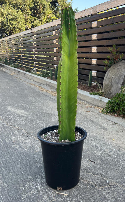 Rooted Candelabra Trees (Euphorbia ingens) - Ready to grow | Gardening | DIY | Plants | Sought after succulents