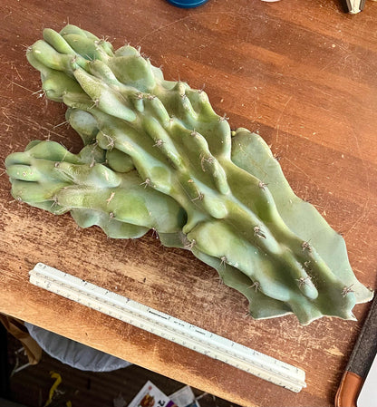 Monstrose Cereus Peruvianus | Monstrose Peruvian Apple Cactus Cuttings
