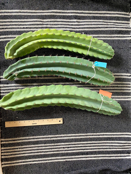 1ft-4ft Cereus Peruvianus | Giant Peruvian Apple Cactus Cuttings