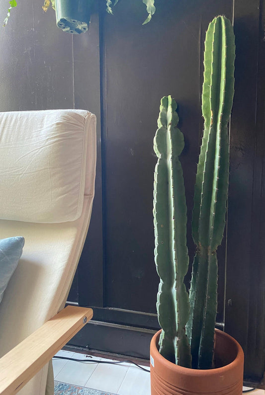 1ft-4ft Cereus Peruvianus | Giant Peruvian Apple Cactus Cuttings