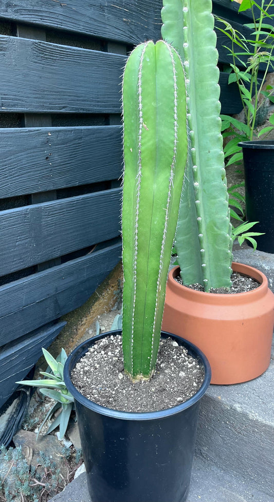 Magnificent Mexican Fence Post Cactus | Pachycereus marginatus | succulent, Architectural plant, DIY, container or landscape garden