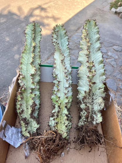 Perfect Euphorbia Ammak Variegated Cactus | Rooted live plant