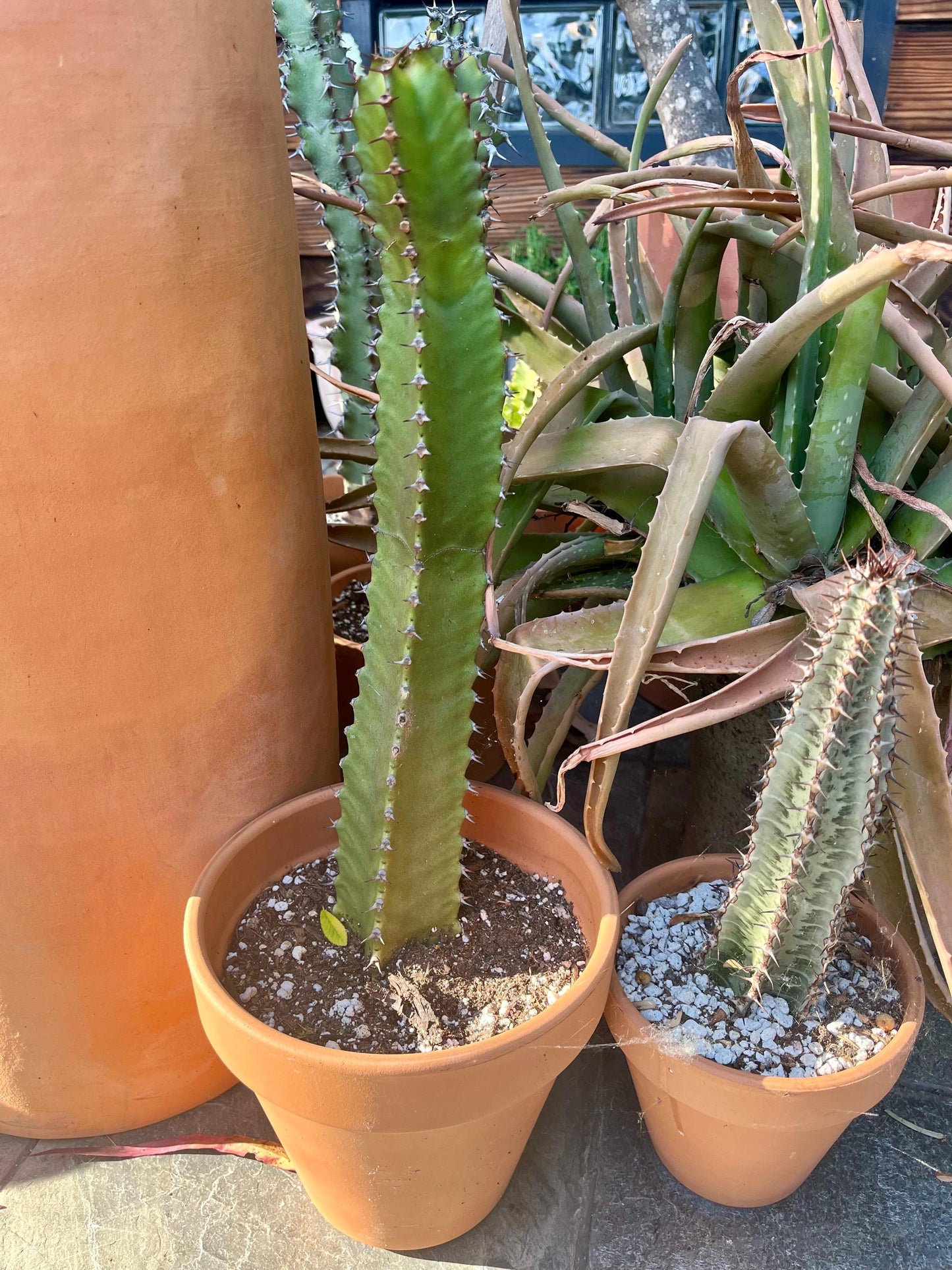 Euphorbia Canariensis | Canary Island Spurge | Unique Cactus-like Succulent | Garden Gift DIY